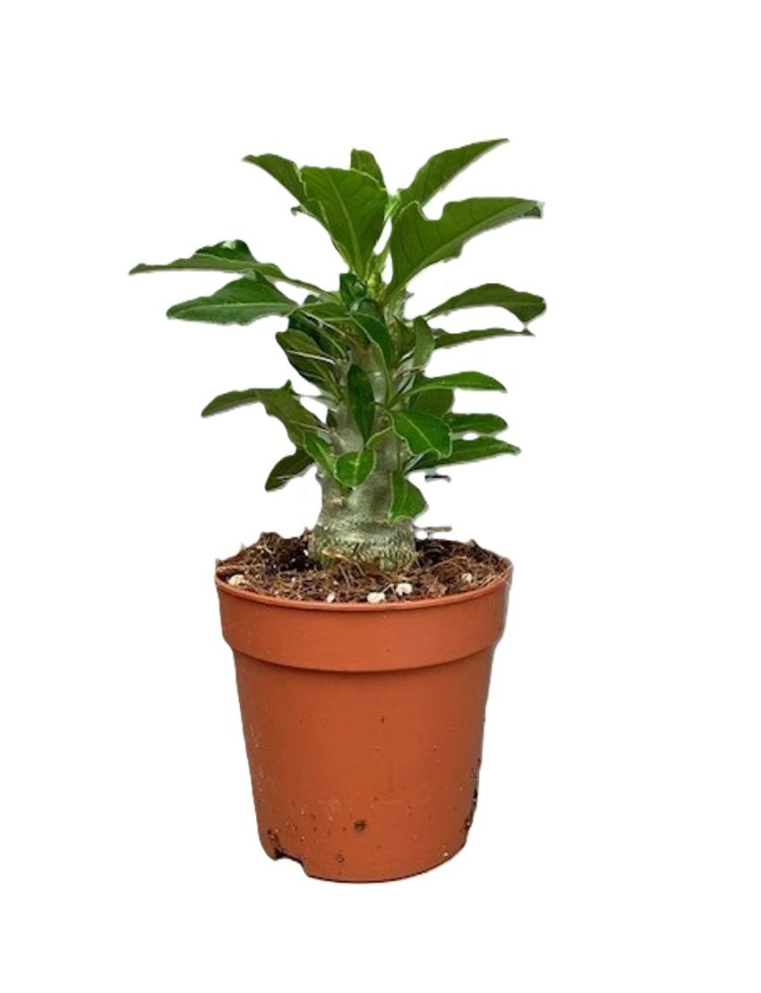Pachypodium saundersii