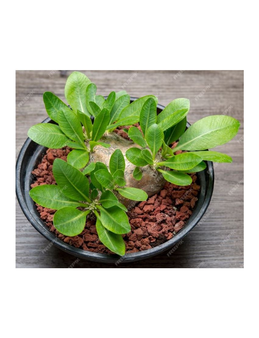 Pachypodium brevicaule (enxertado P. Lamerei)