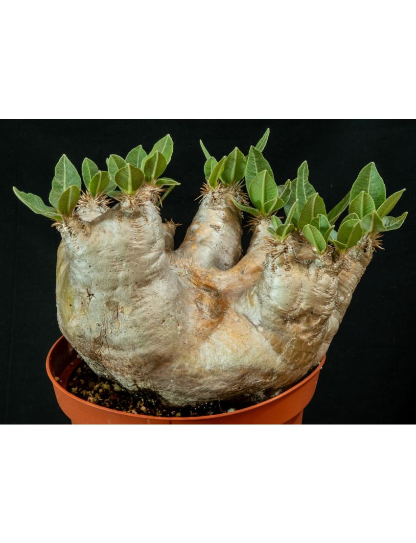 Pachypodium eburneum