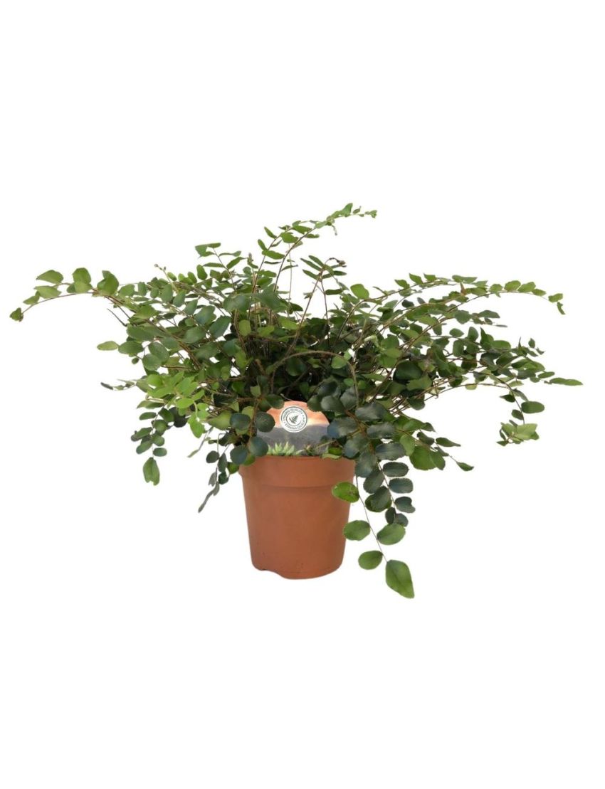 Pellaea rotundifolia