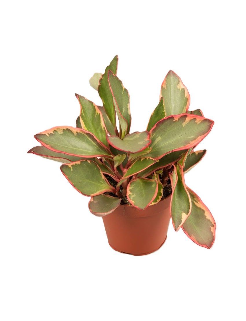 Peperomia clusiifolia 'Jellie'