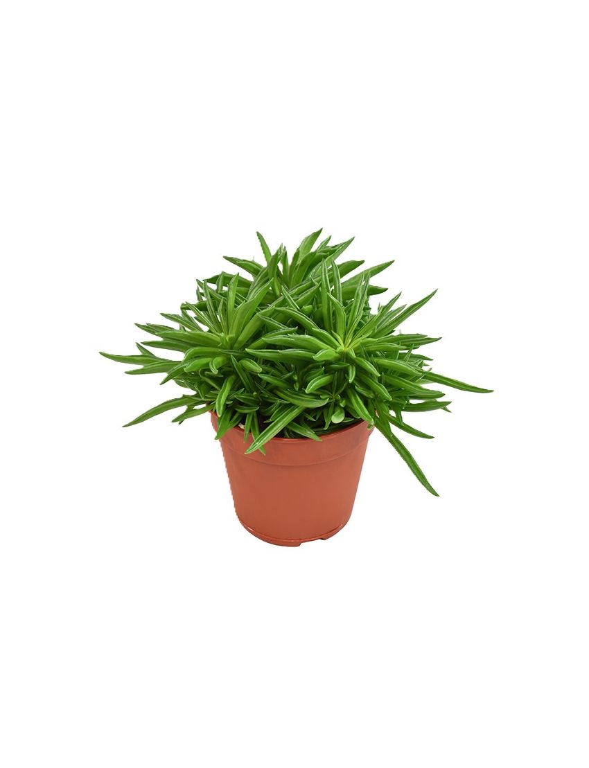 Peperomia Happy-Bean