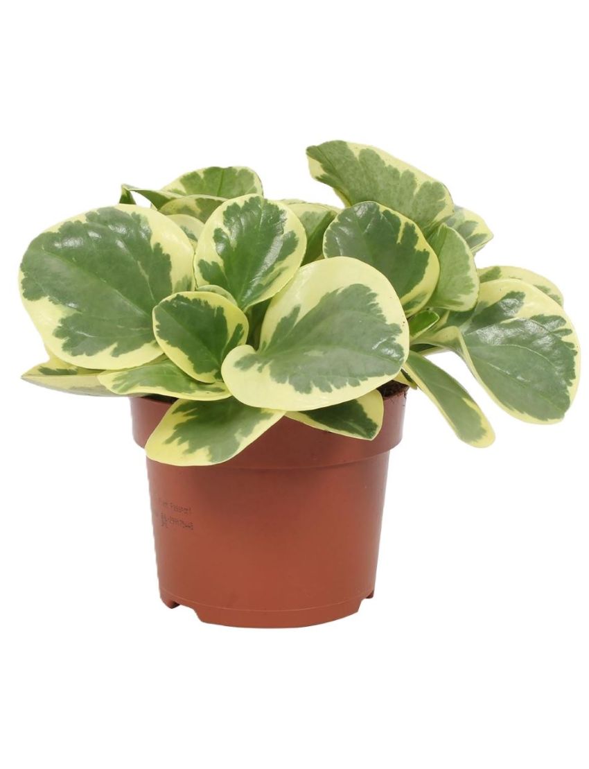 Peperomia obtusifolia variegata