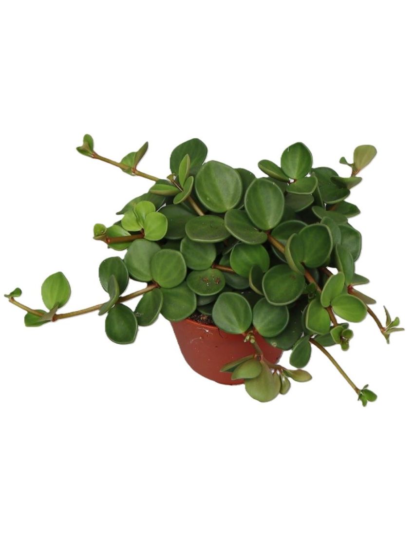 Peperomia tetraphylla 'Hope'