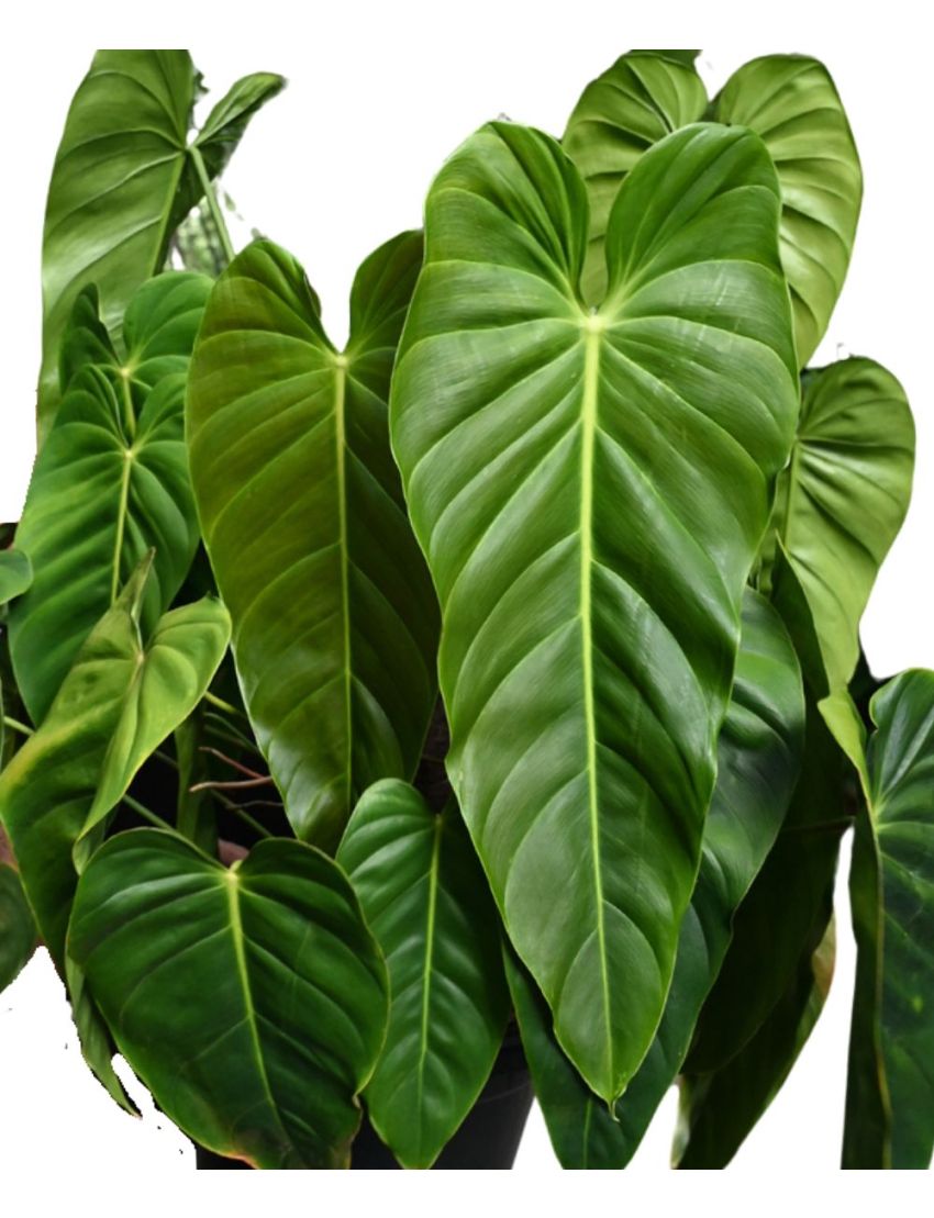 Philodendron esmeraldense