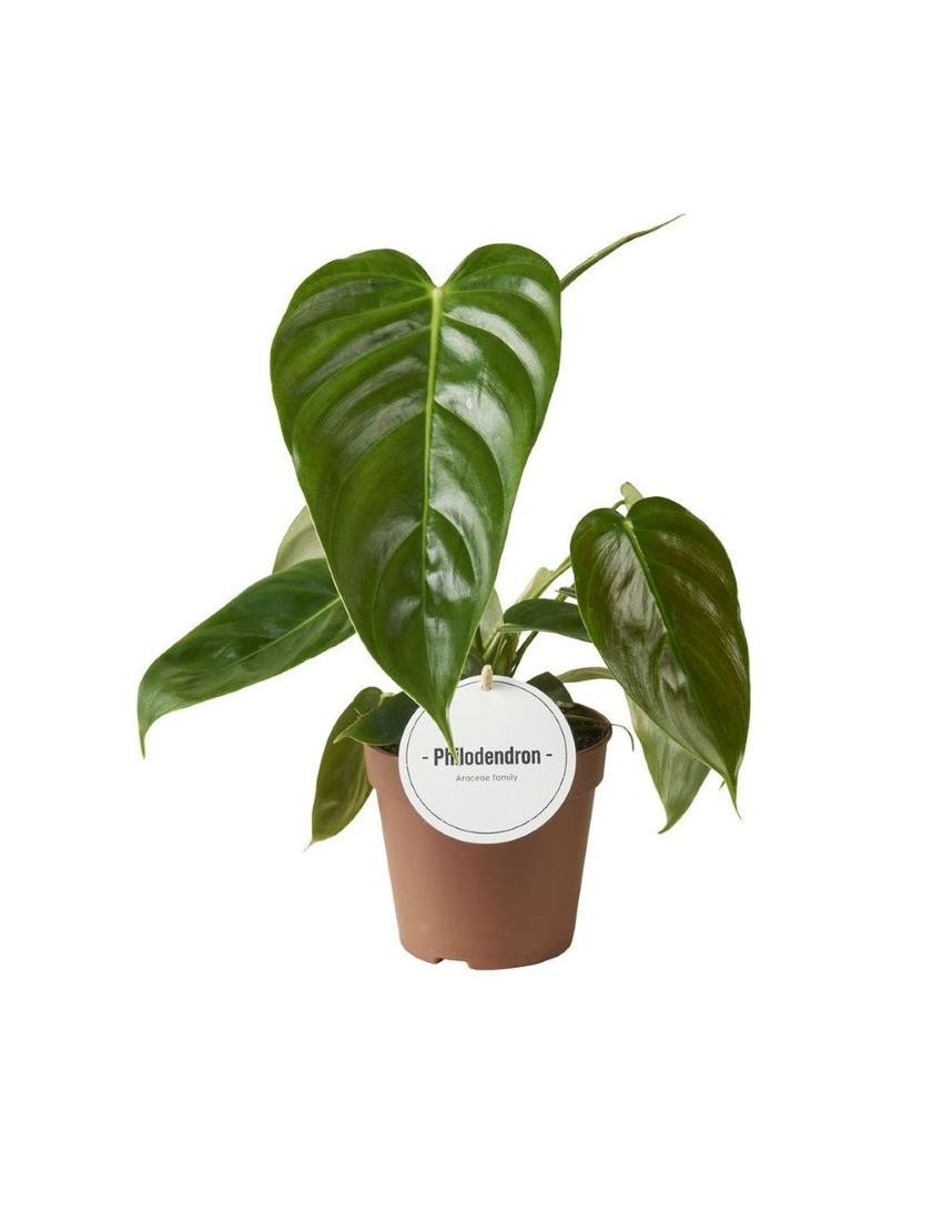 Philodendron esmeraldense
