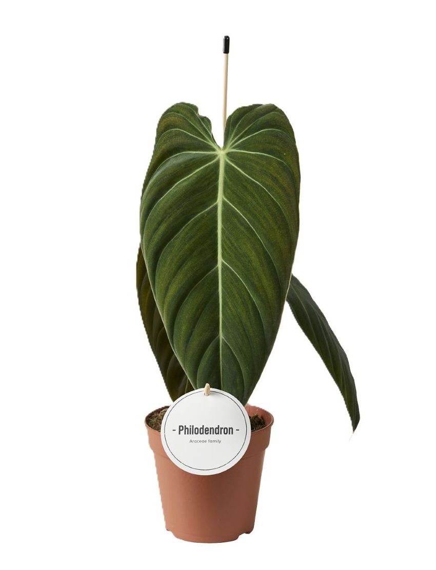 Philodendron melanochrysum