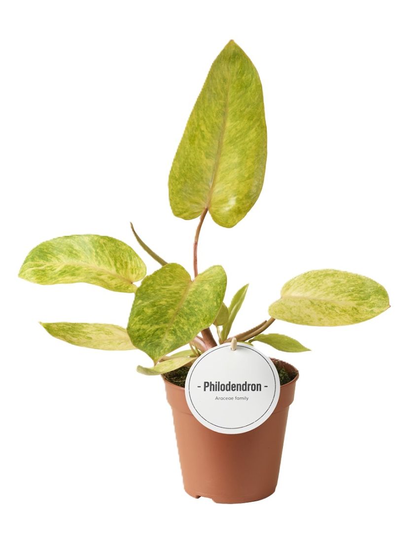 Philodendron Painted Lady