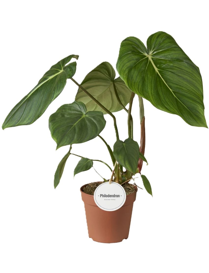 Philodendron pastazanum