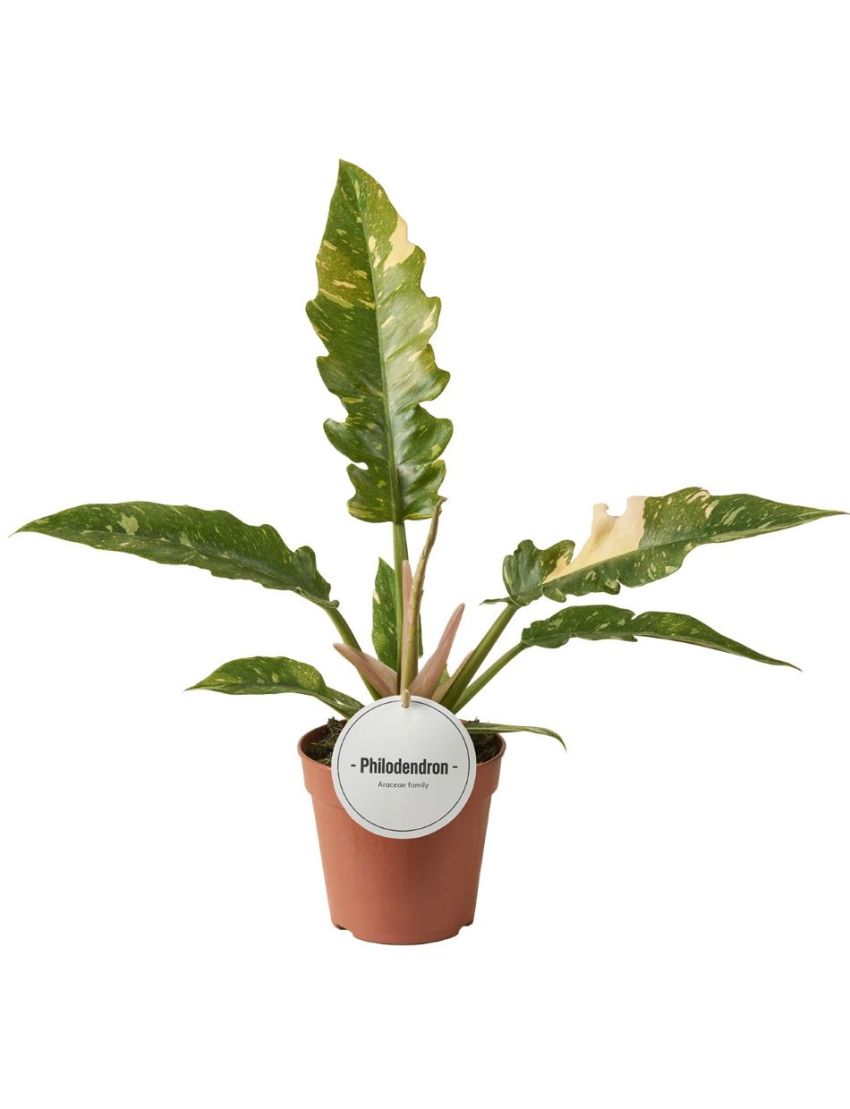 Philodendron Ring of Fire