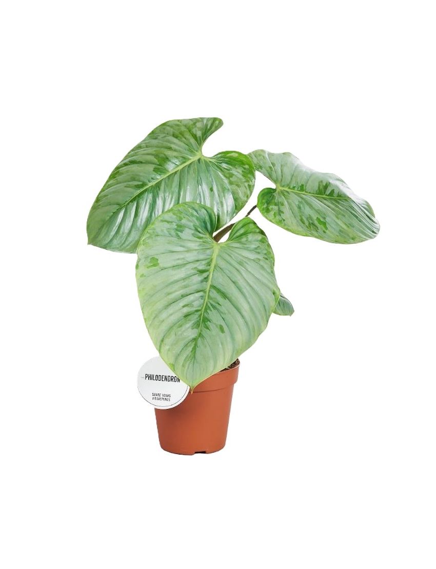 Philodendron sodiroi