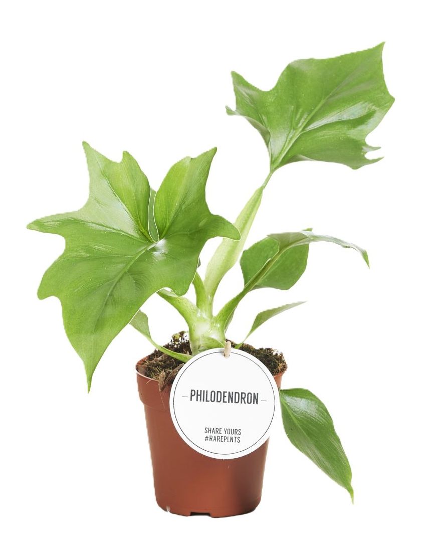 Philodendron warszewiczii