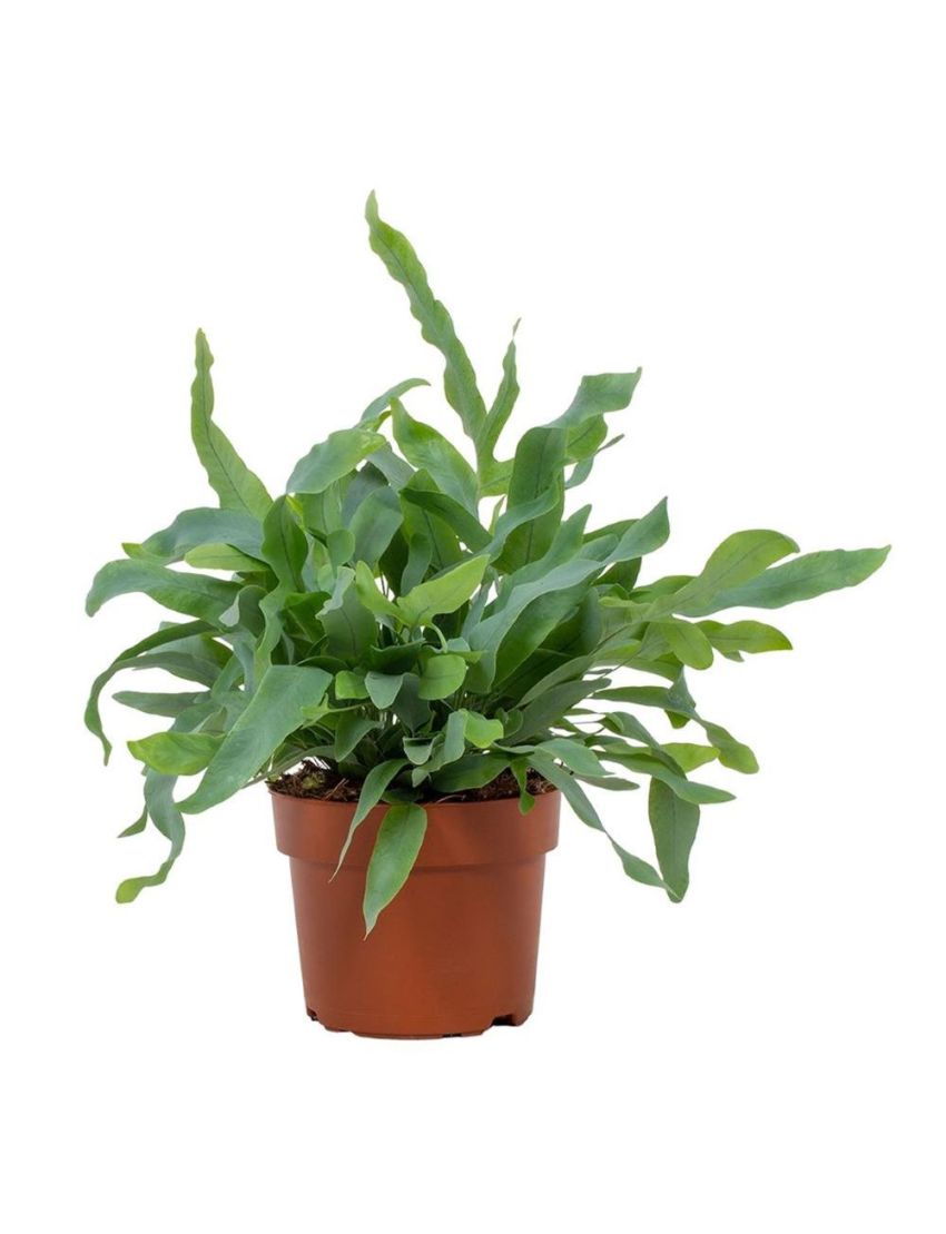 Phlebodium aureum 'Blue Star'