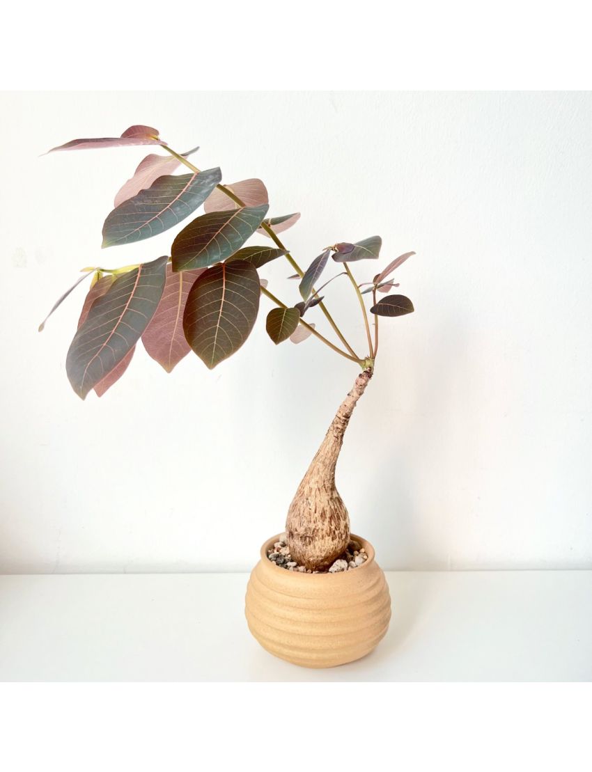 Phyllanthus mirabilis