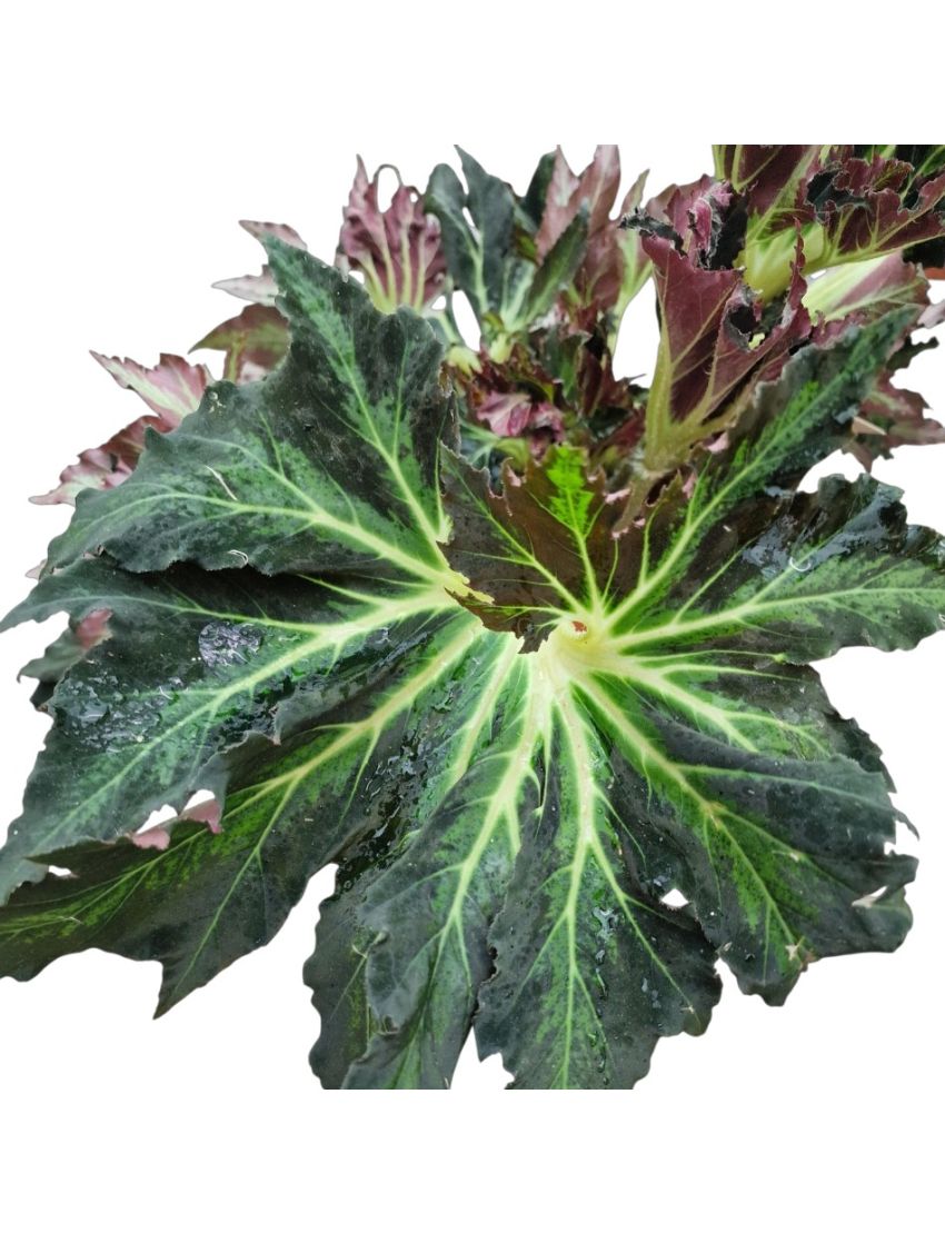 Begonia heracleifolia