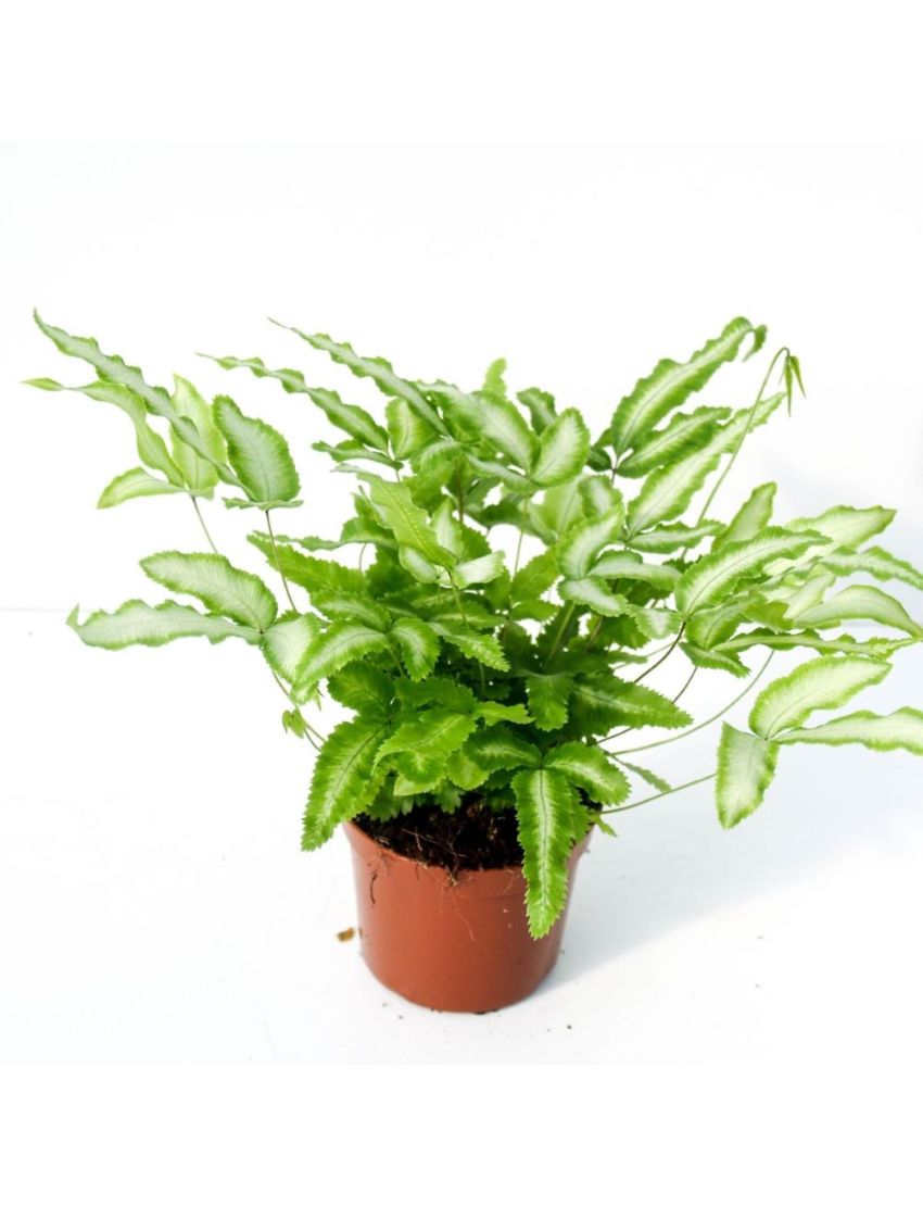 Pteris cretica 'Albolineata'