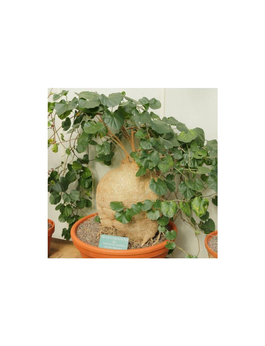 Pyrenacantha malvifolia