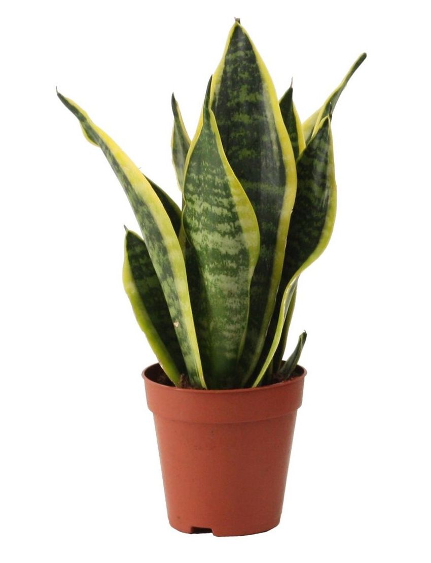 Sansevieria trifasciata ‘Futura Superba’