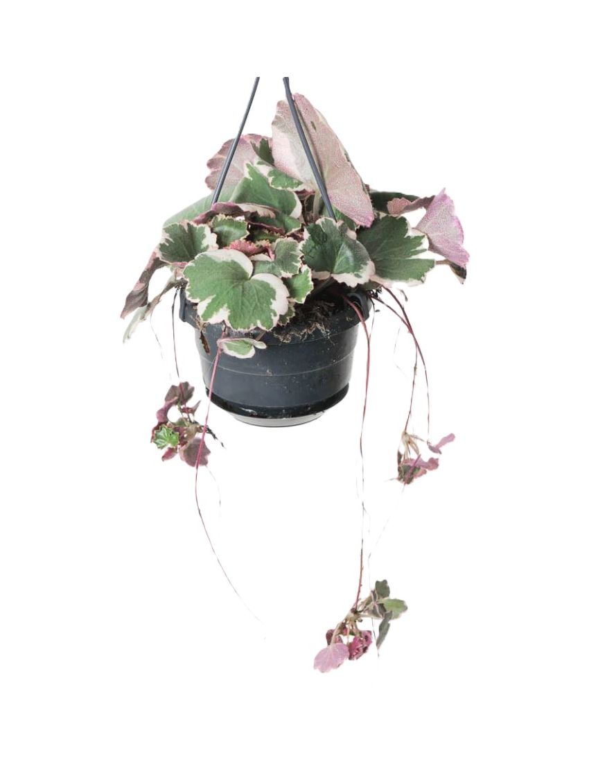 Saxifraga stolonifera 'Tricolor'