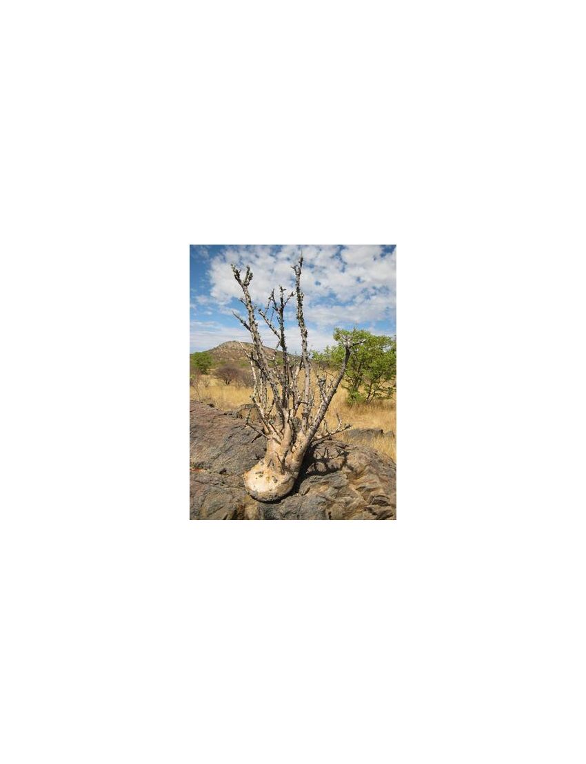 Sesamothanus guerichii