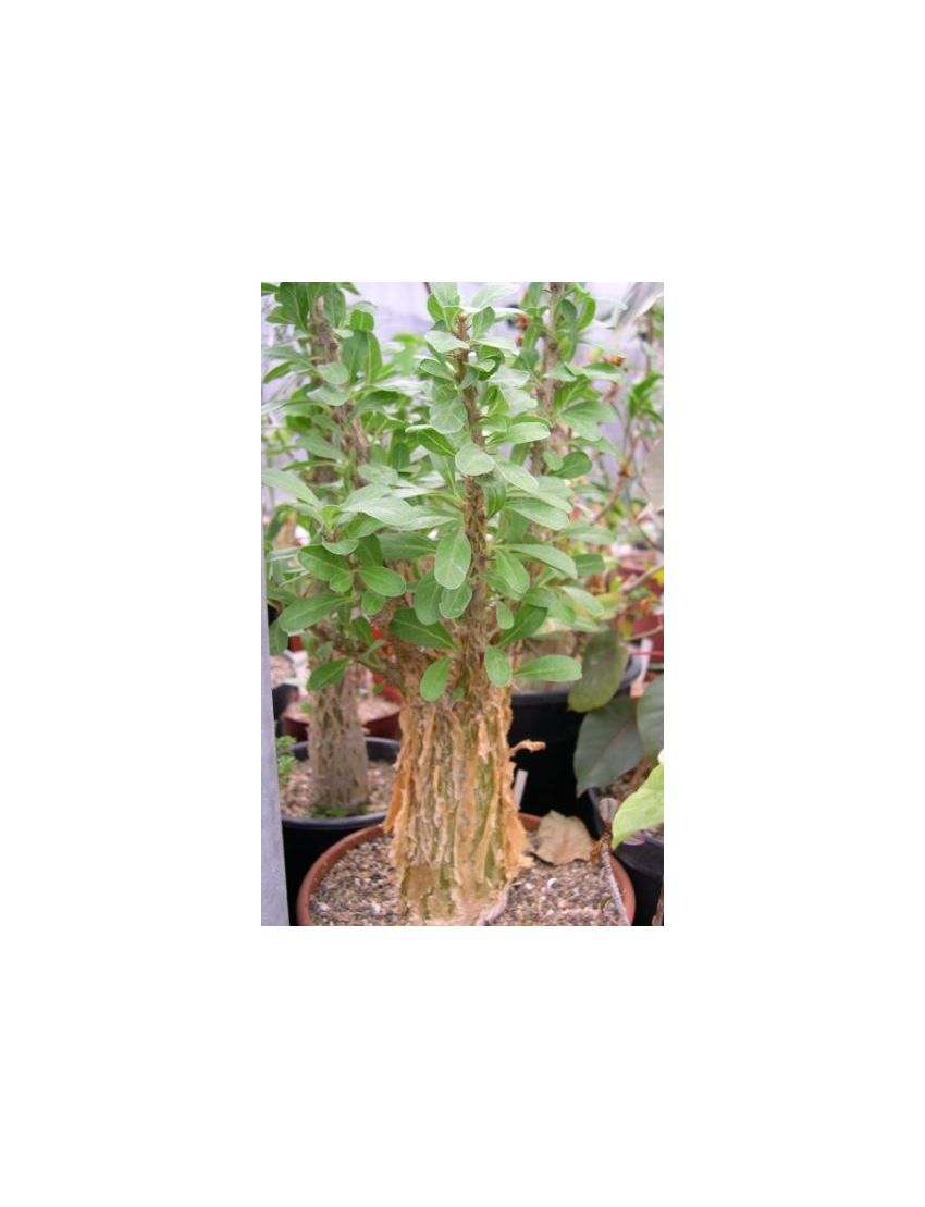 Sesamothamnus lugardii