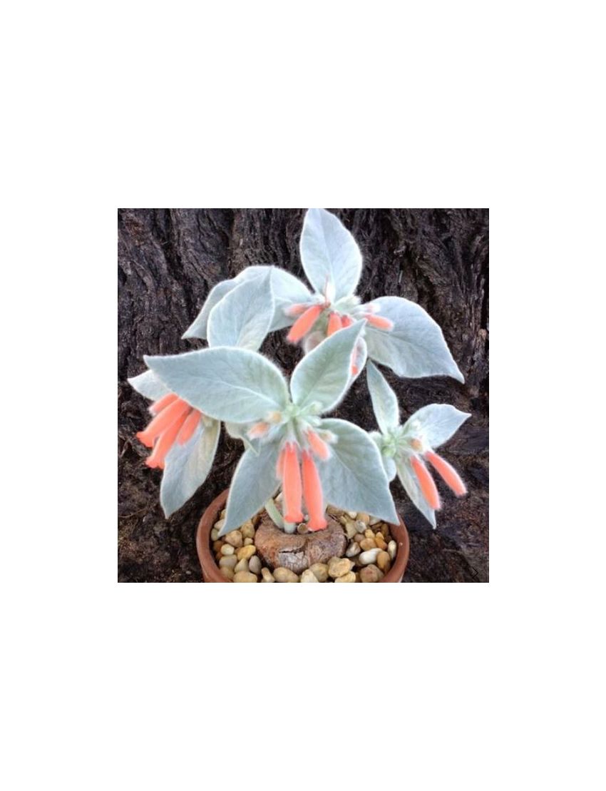 Sinningia leucotricha