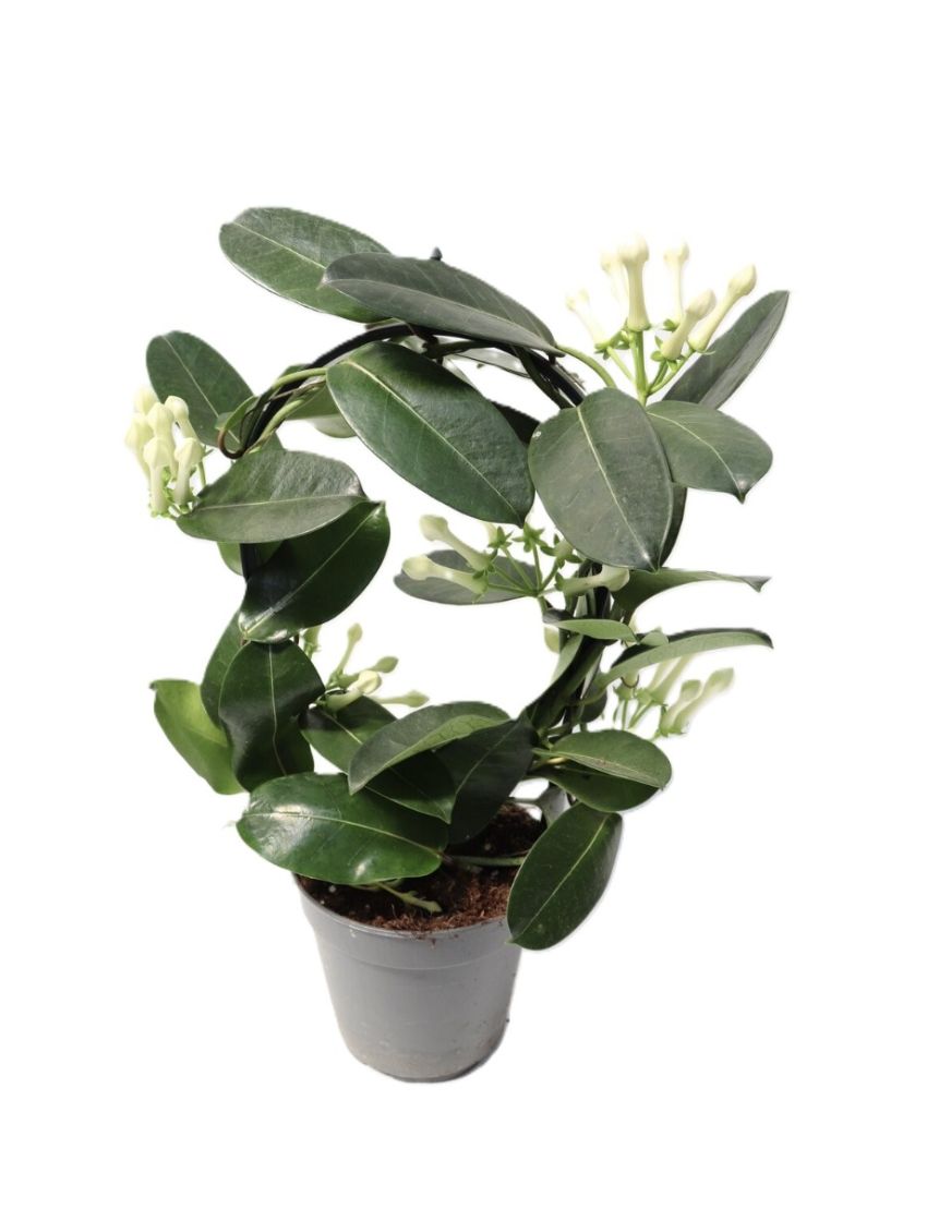 Stephanotis floribunda