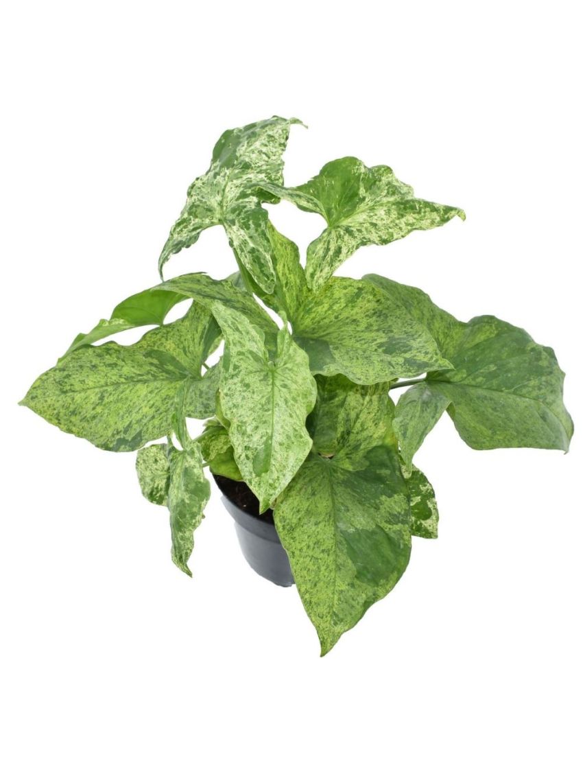 Syngonium Mojito