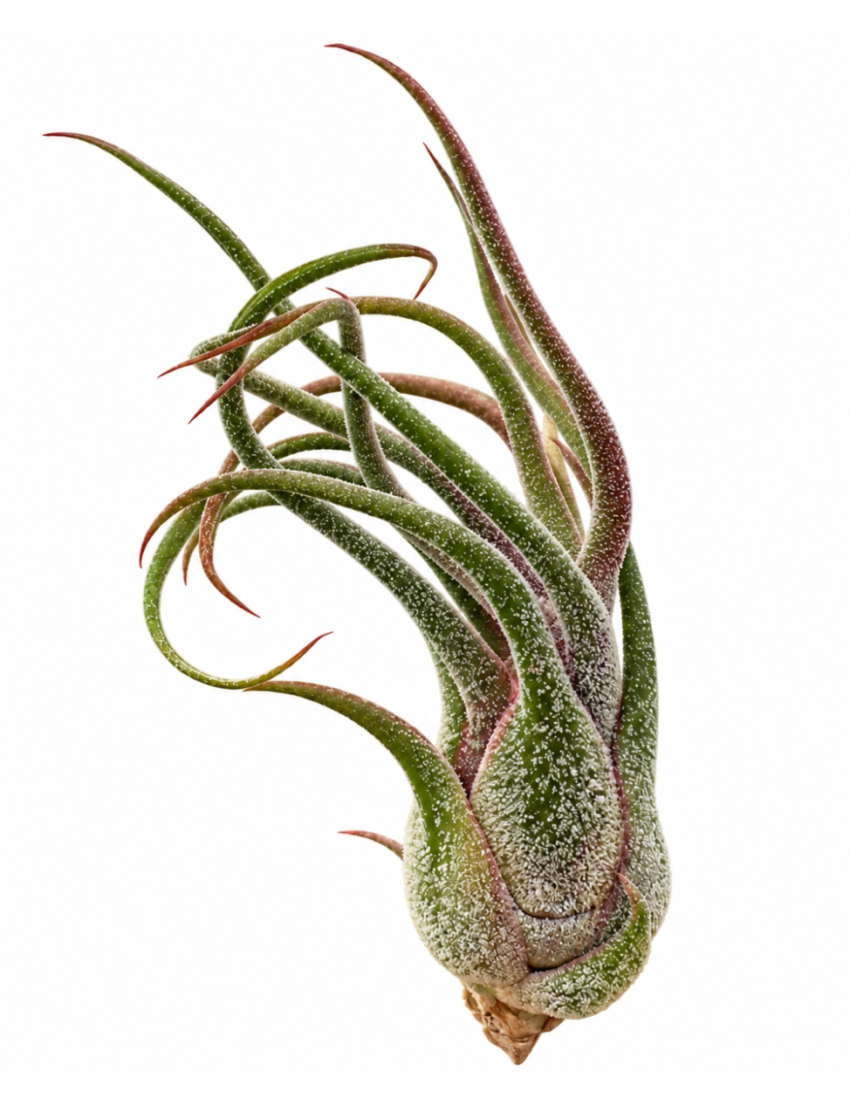 Tillandsia pruinosa