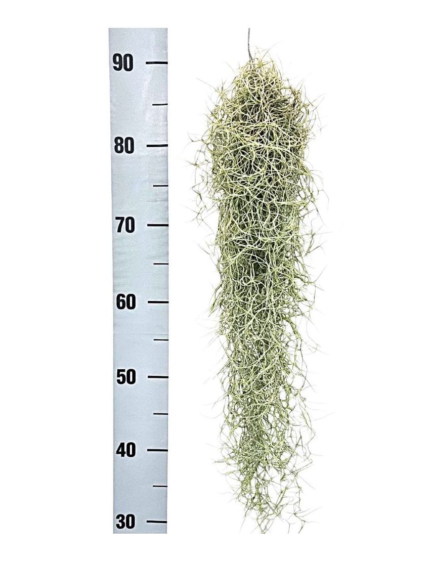 Tillandsia usneoides