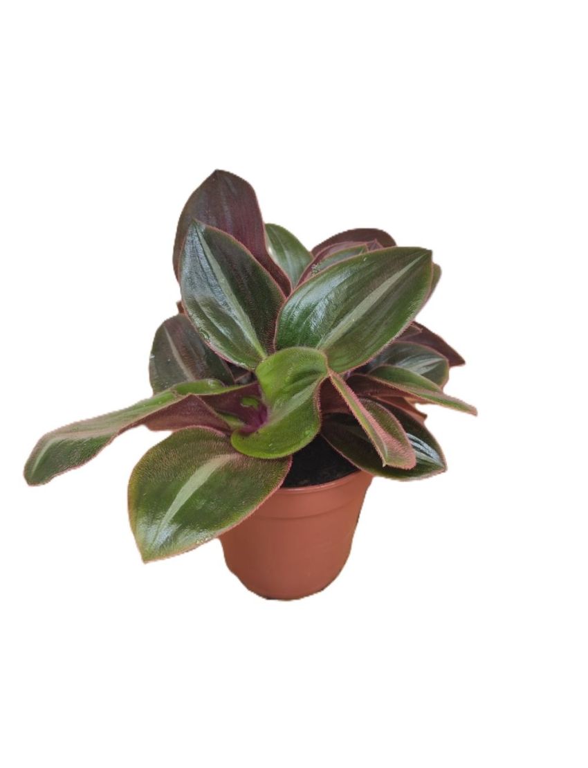 Tradescantia siderasis fuscata