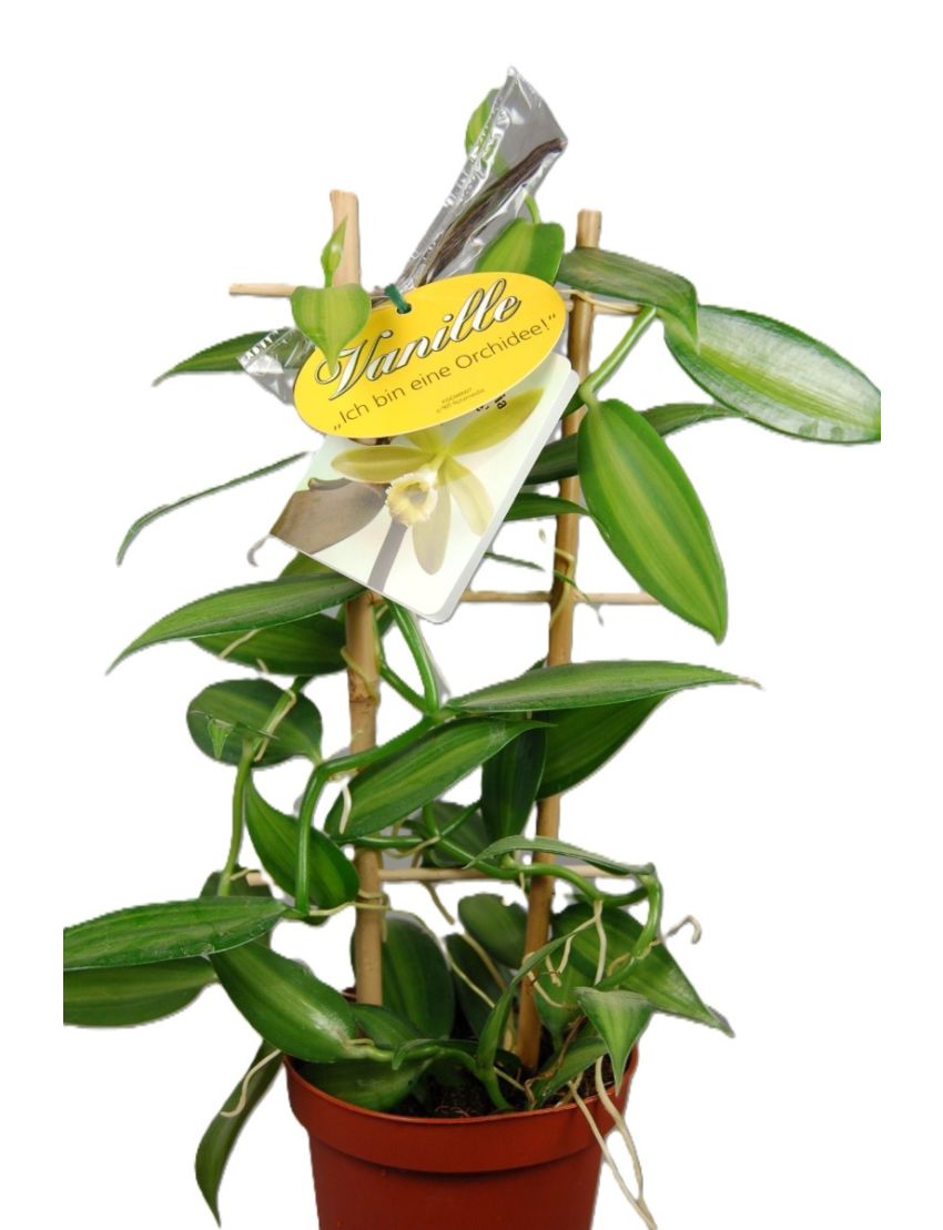 Vanilla planifolia ‘Variegata’