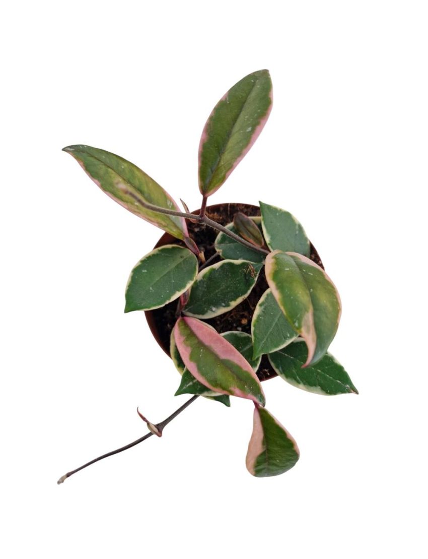 Hoya carn. ´Flamingo Dream´