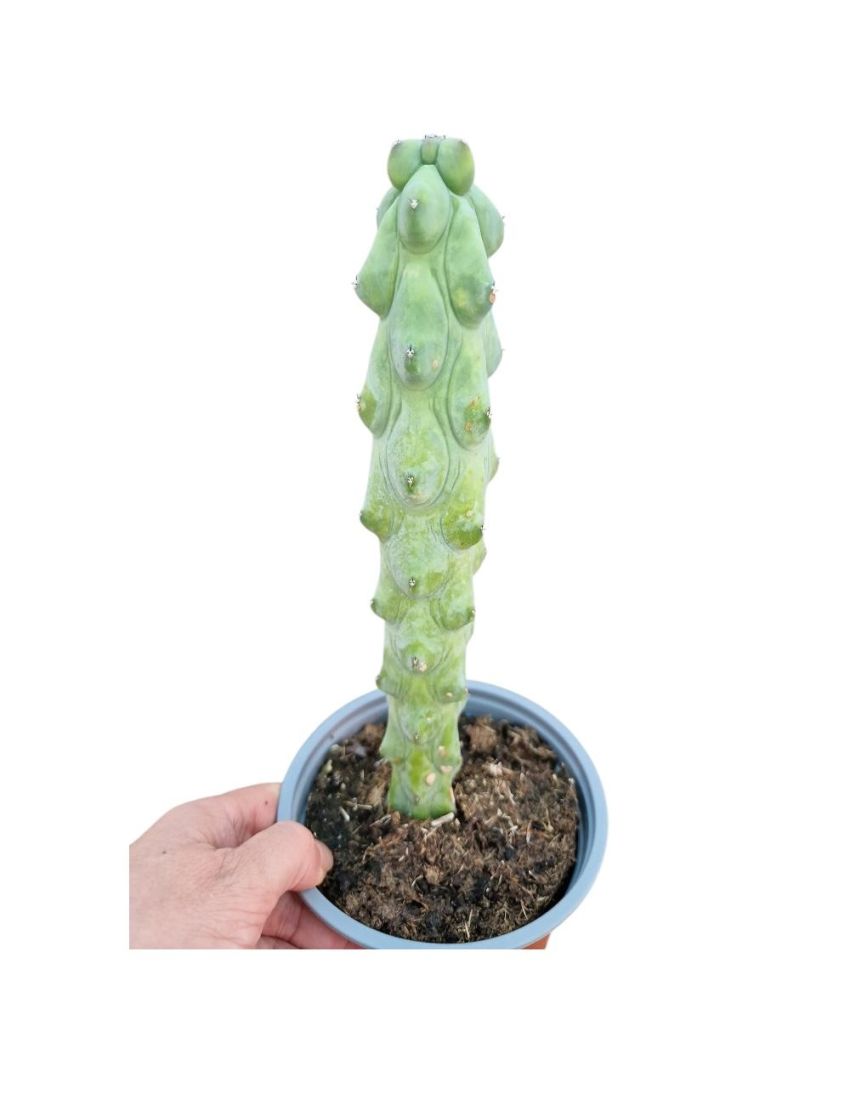 Myrtillocactus geometrizans cv. 'Fukurokuryuzinboku'