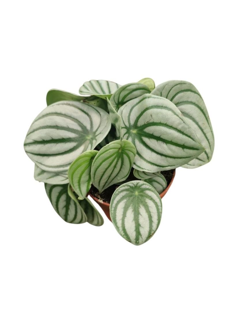 Peperomia Melancia