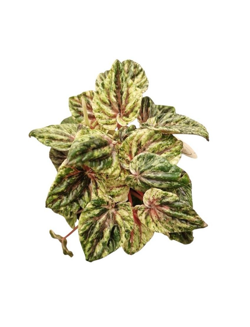 Peperomia caperata 'Buenos Aires'