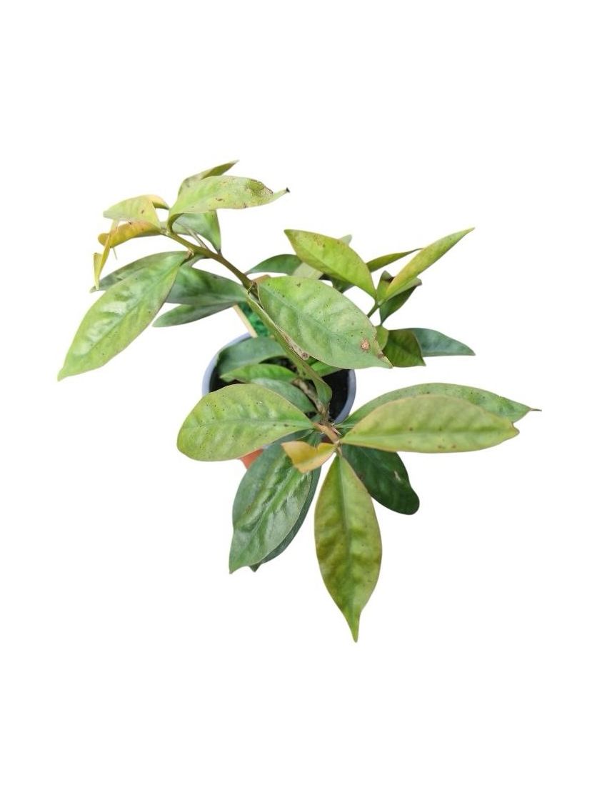 Pereskia aculeata (ora-pro-nóbis)
