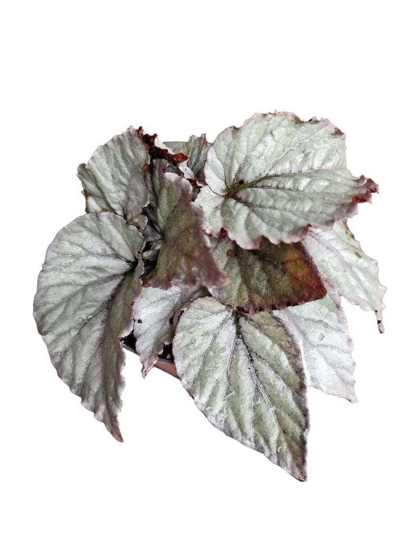 Begonia foliage Beleaf Arctic Breeze