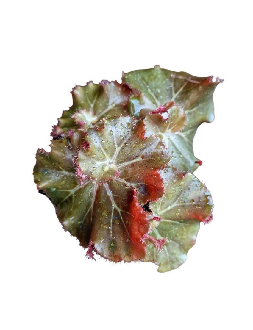 Begonia erythrophylla