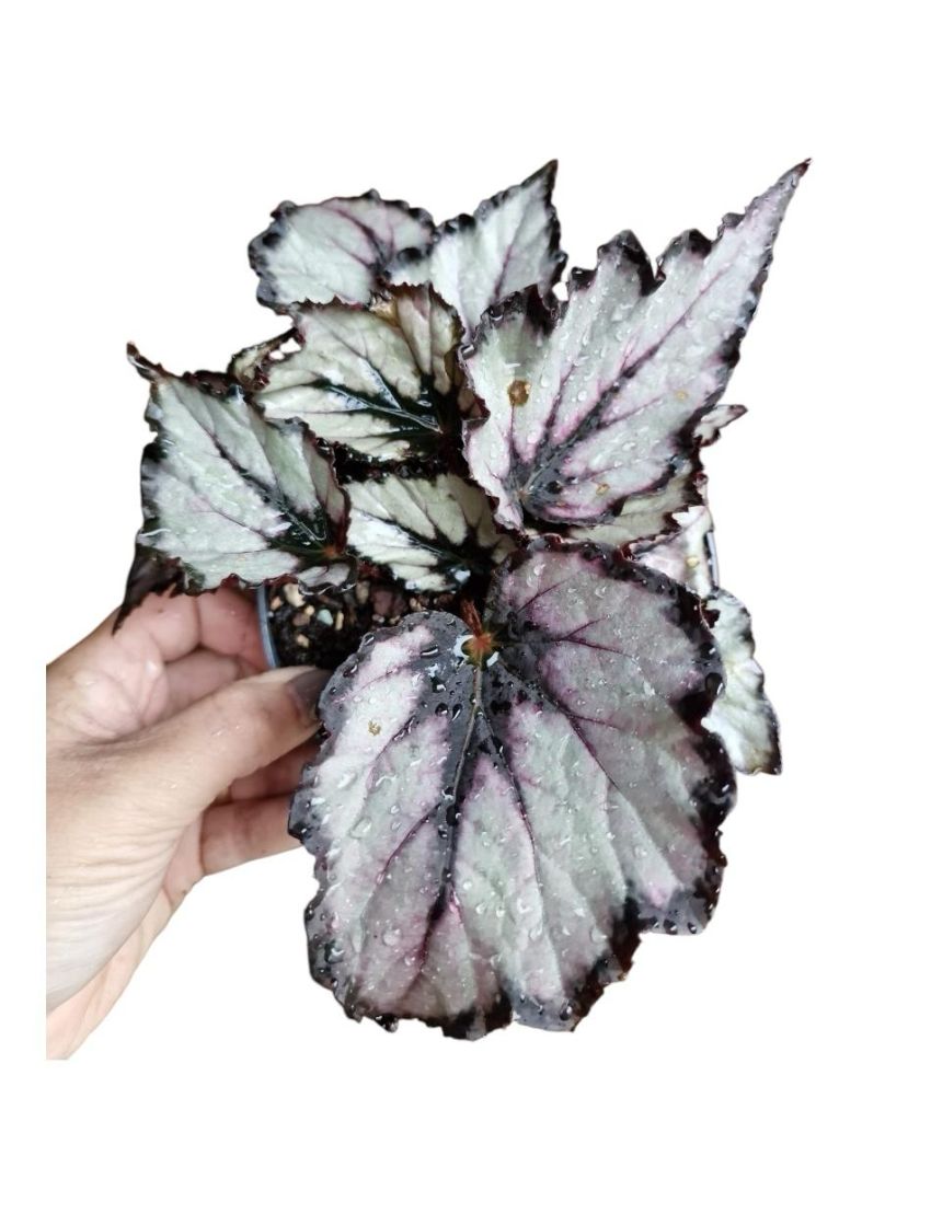 Begonia rex ‘Magma’