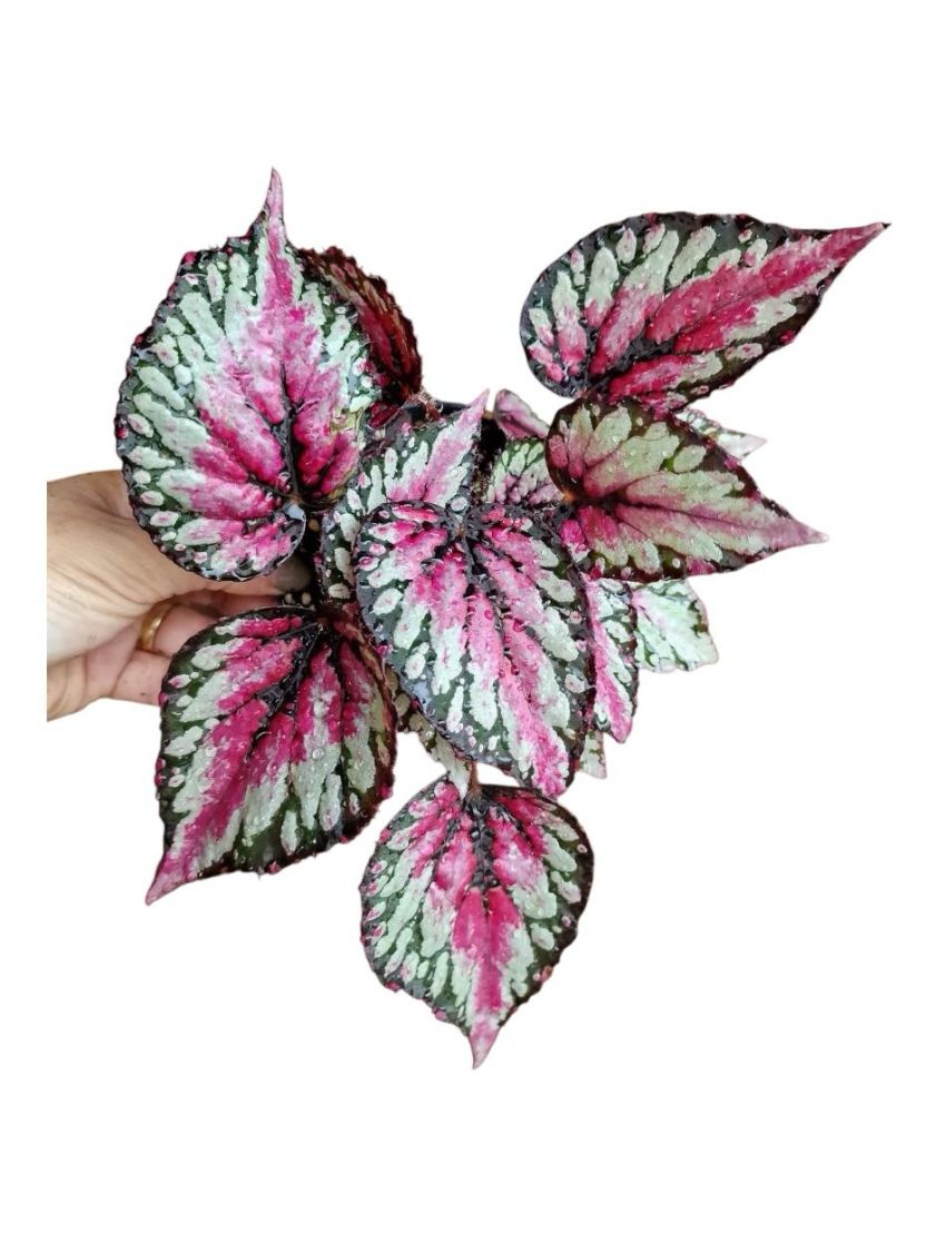 Begonia foliage Magic Colours Salsa
