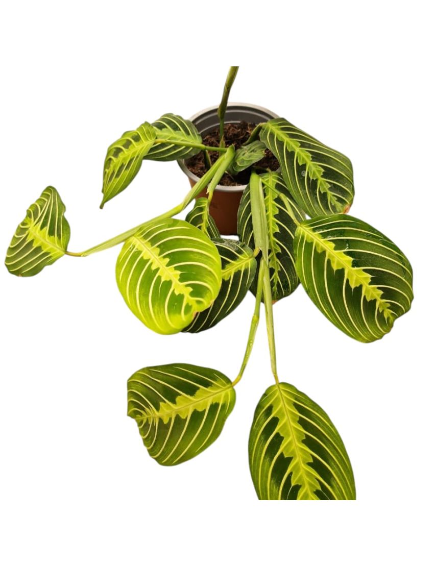 Maranta leuconeura 'Lemon Lime'