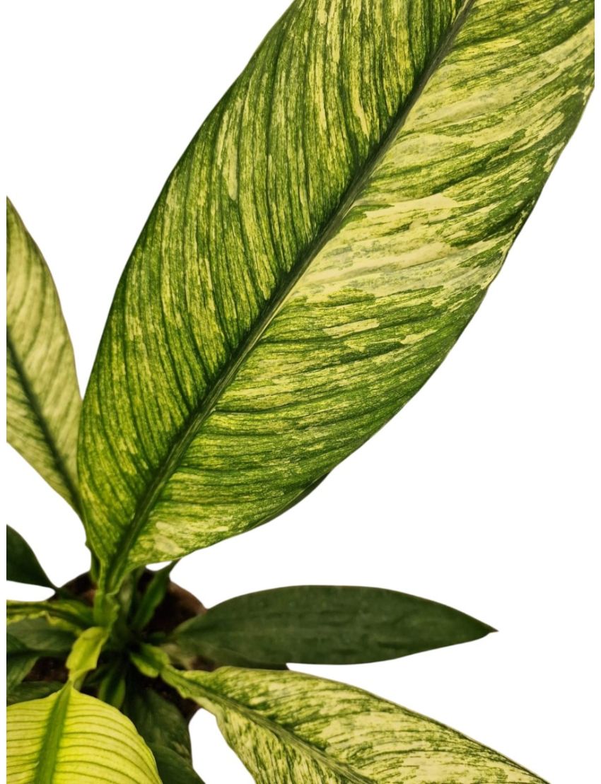 Spathiphyllum 'Sensation Variegata'