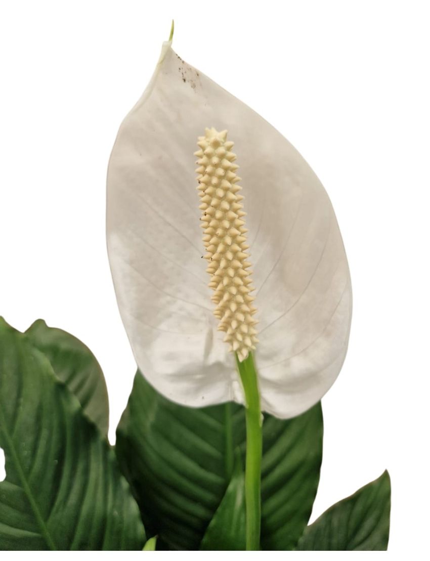 Spathiphyllum blandum