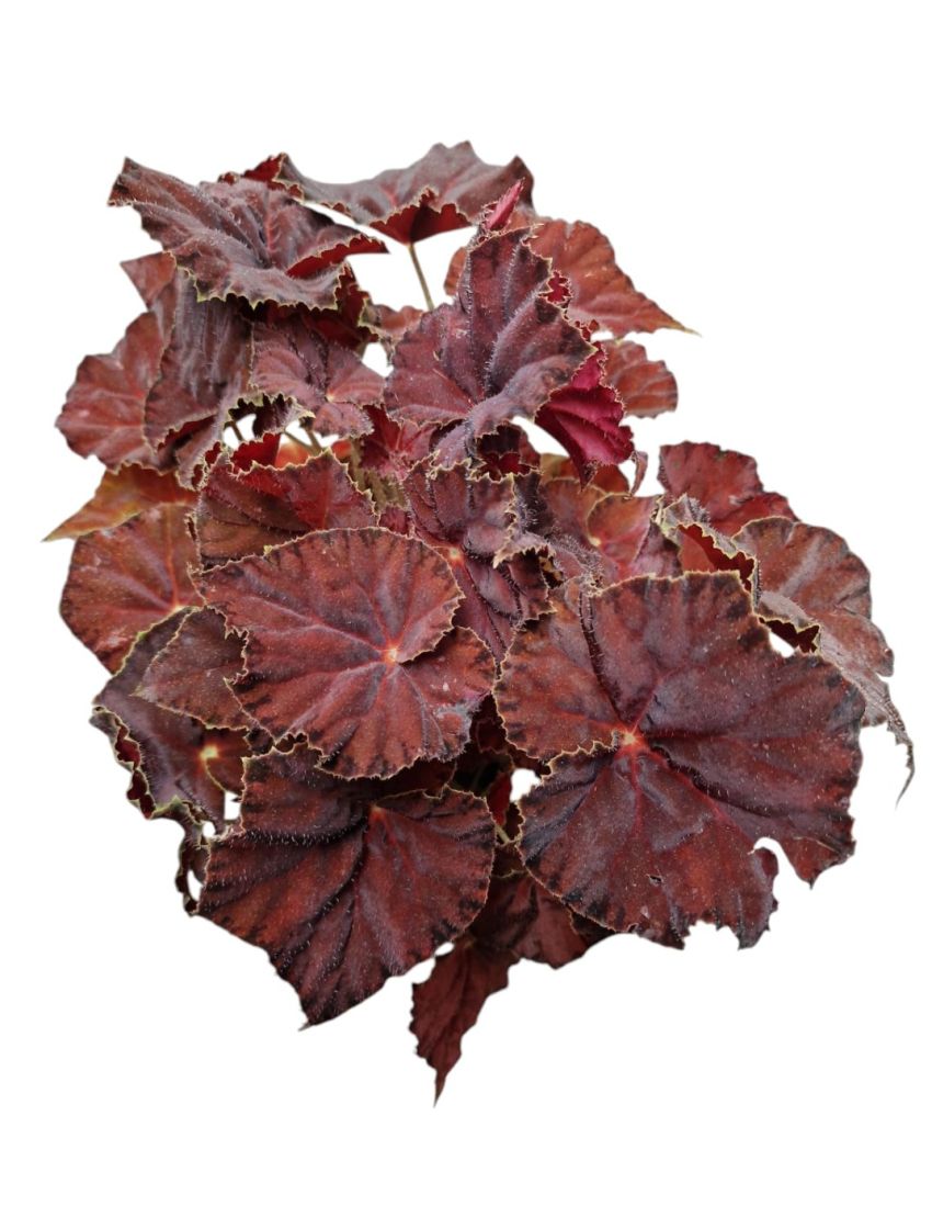 Begonia Beleaf AMBER LOVE