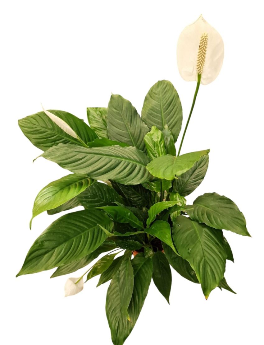 Spathiphyllum blandum