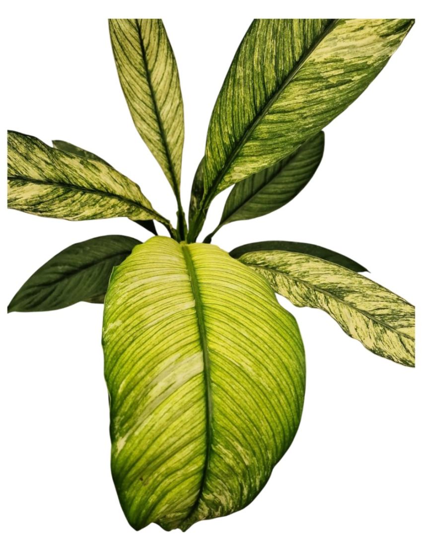 Spathiphyllum 'Sensation Variegata'