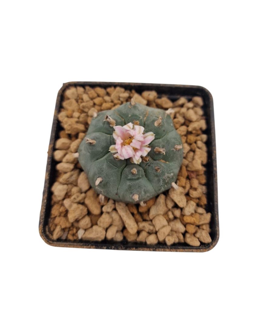 Lophophora williamsii