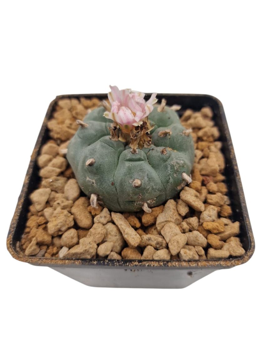 Lophophora williamsii