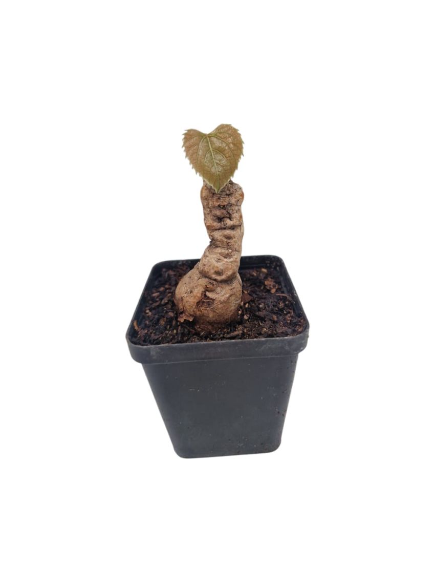 Ampelocissus martini